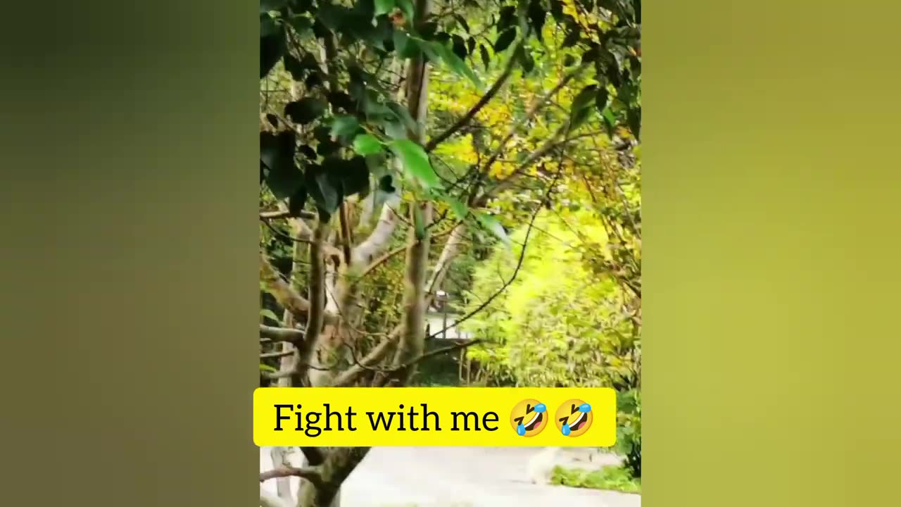 🤣Funny Animals Videos 10🤣