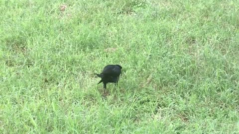 The bird can easily find insects to eat with their pointed beaks.