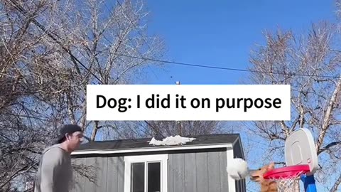 Little dogs comedy Videos 🤣 so cute videos 😍 funny videos in world 🌍 comedy scenes 😂
