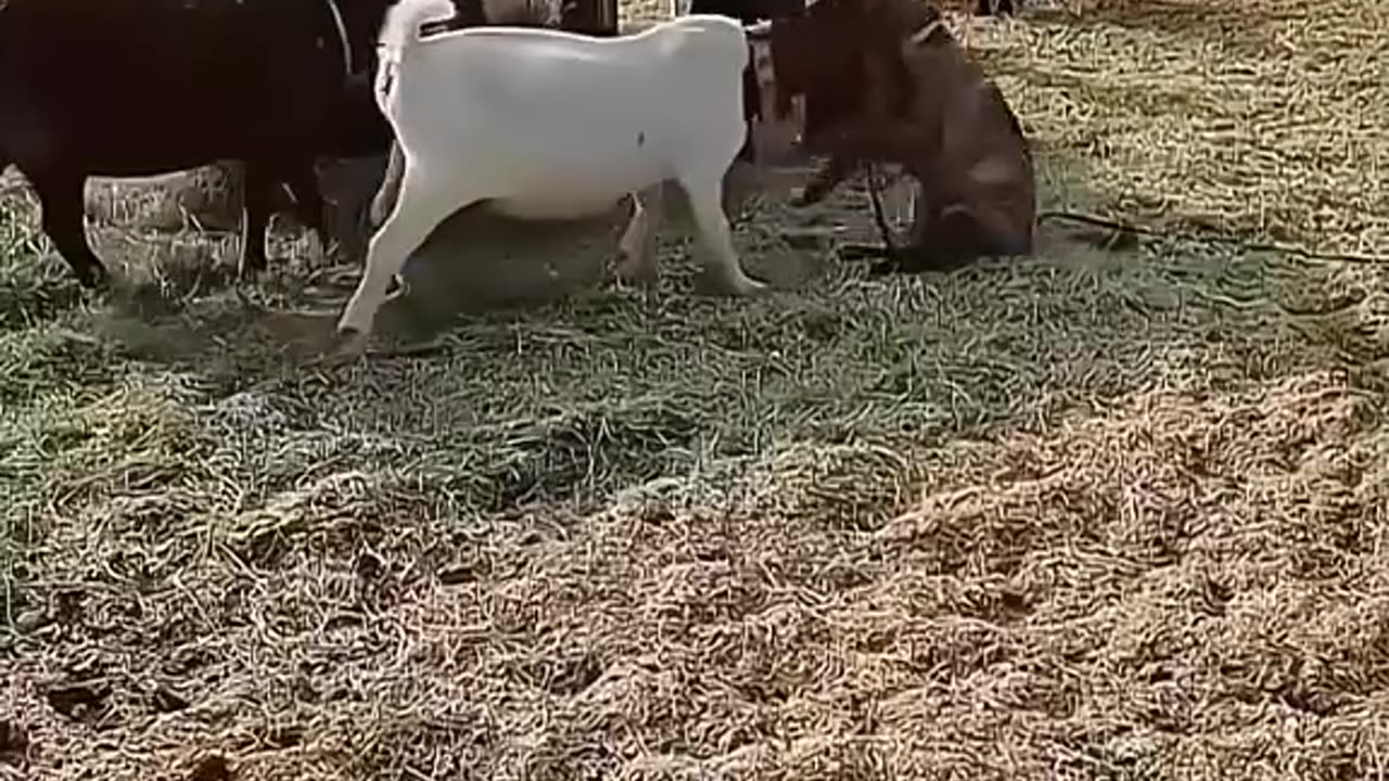 Animal funny video 14