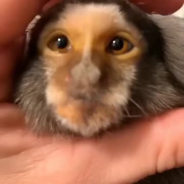 This family found an abandoned marmoset