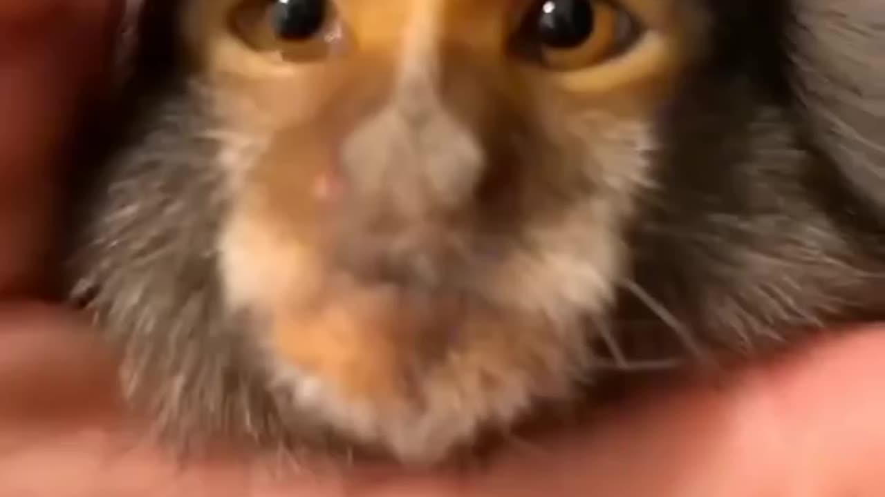 This family found an abandoned marmoset