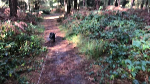 Walking Poppy in Horsford woods🌲