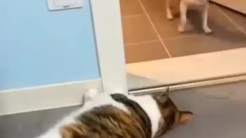 cats vs dogs funny