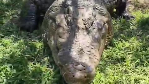 THE WORLD’S OLDEST & LARGEST NILE CROCODILE IN CAPTIVITY HENRY A 122 YR OLD 5 METOR LONG LIVES IN S.AFRICA..WEIGHING ALMOST A TON