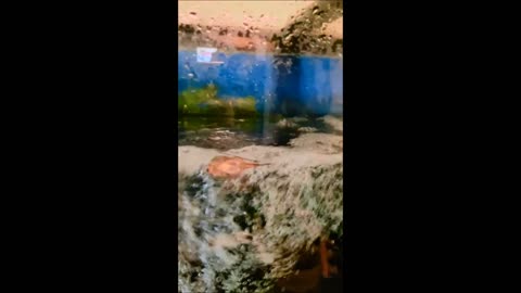 Hillstream Loach vs Garden Hose