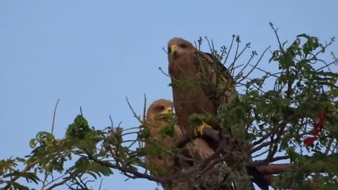 Birds in Victoria lake