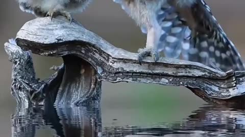 The birds that are bored are giving.