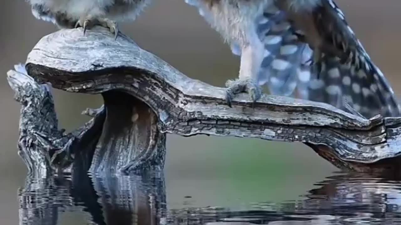 The birds that are bored are giving.
