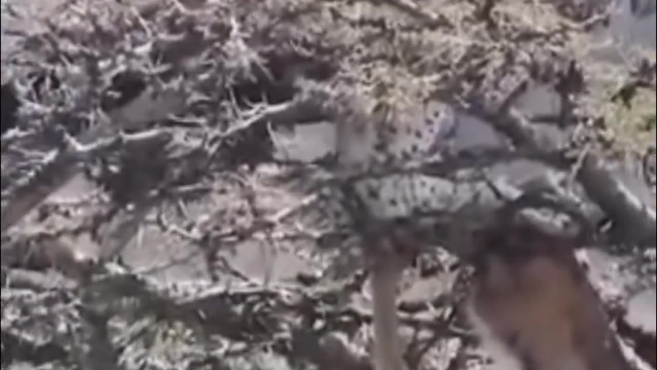 animals