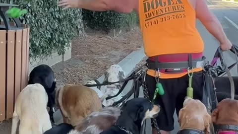 DOGEX:Scoop Scoop Revolution #poop #dogpoop #dogwalker #funny #dogs #dogsocialization @PETNPET
