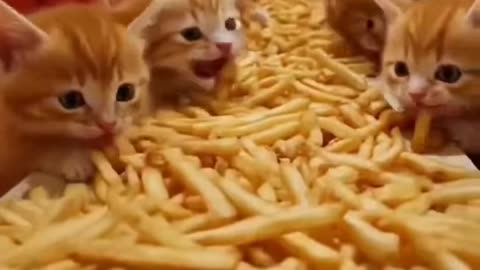 😸 🔴 AI Kittens TAKE OVER McDonald's!!!