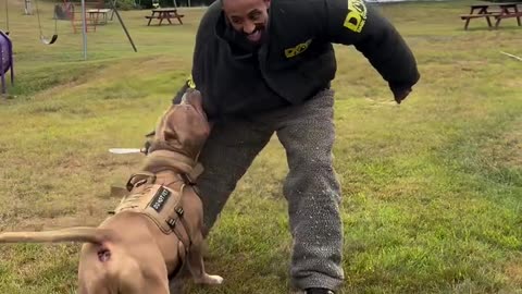 Huge Pitbull training