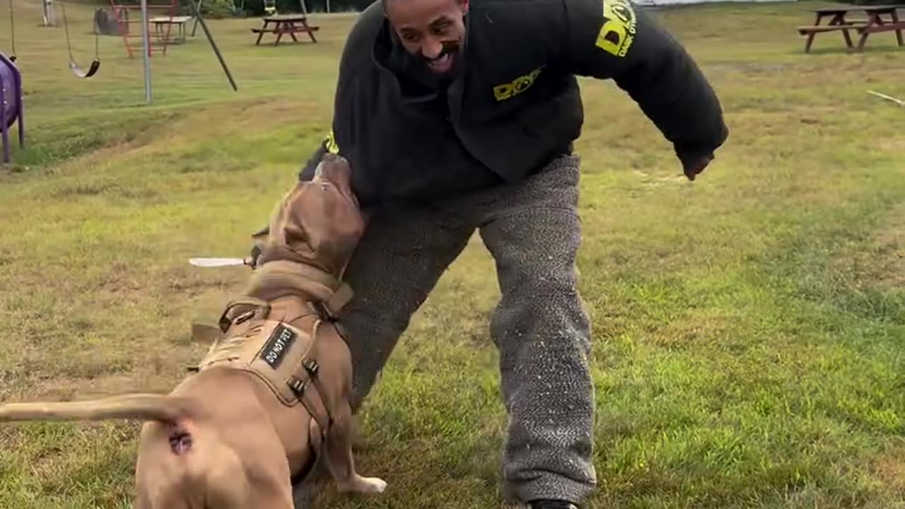 Huge Pitbull training