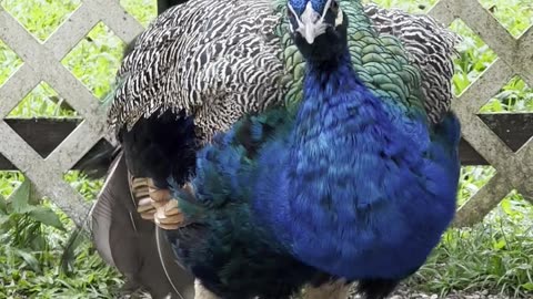 Nature and Animals