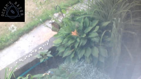 Butch the Sunflower
