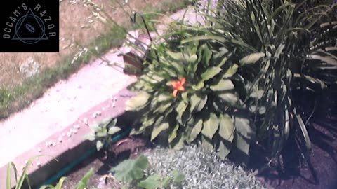 Butch the Sunflower