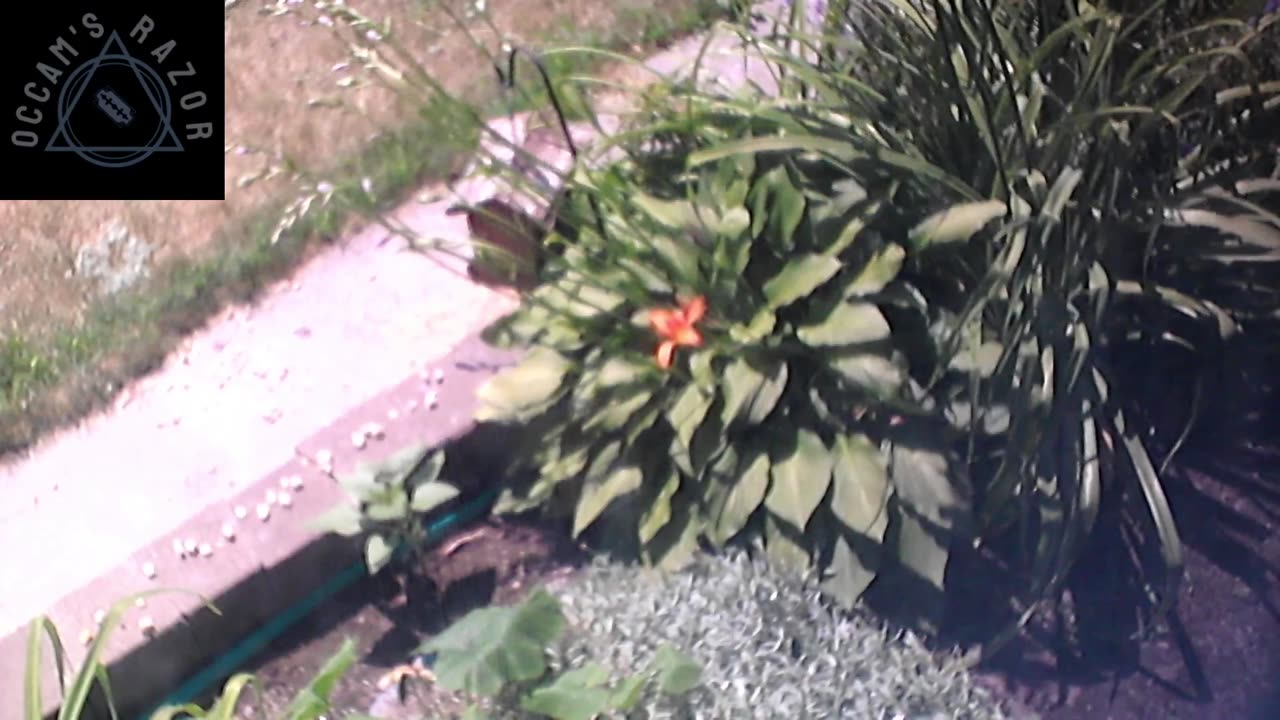 Butch the Sunflower