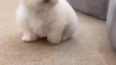 Cute Maltese Puppy Playing ❤️🐶 / Pui Maltese Drăguț Jucându-se ❤️🐾