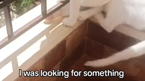Funny cats