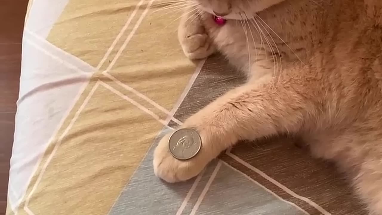 Amazing Cat Performs Magic Trick