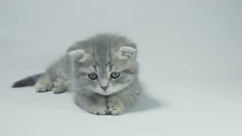 Playful grey kitten lying on a white background