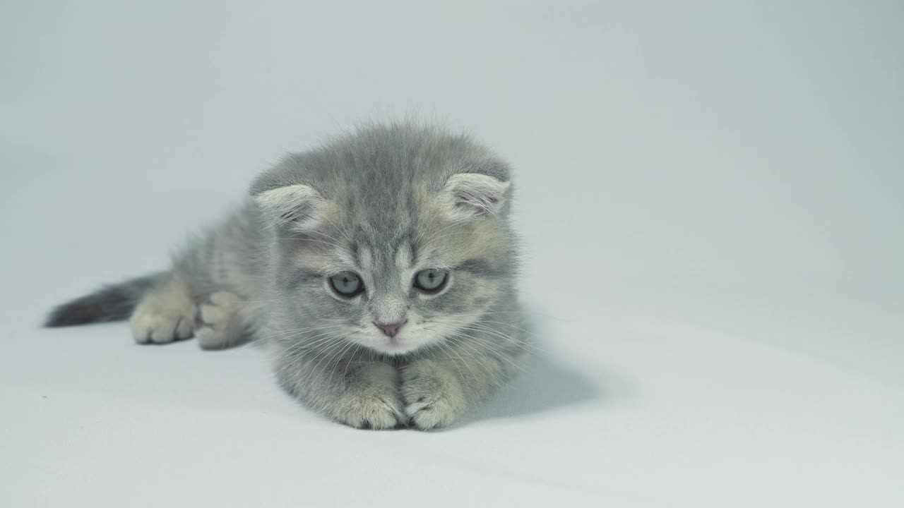 Playful grey kitten lying on a white background
