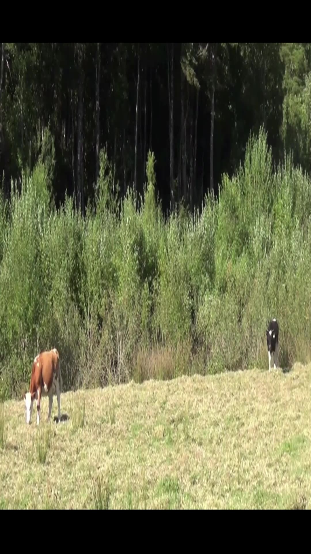 cow