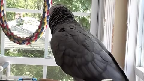 Parrot Says “Uh-oh, Police!” 🚔🦜This Bird Knows Trouble! 😂