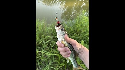 How to fish for beginner’s (Jigs)