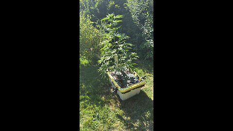 Outdoor garden update for beginners