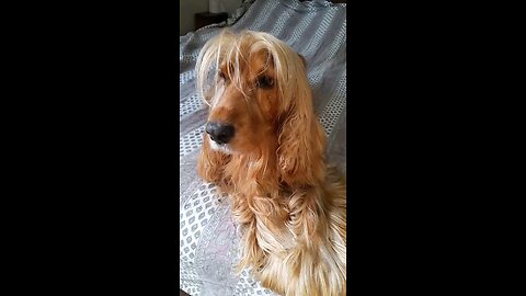 Dogs dogshow animals pet cute dog