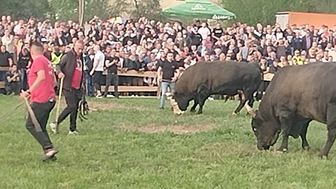 Jelenko Boki Tanasic vs Odzaba Esko Musija