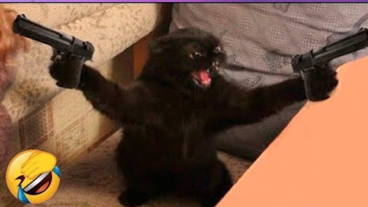 New Funny Cat and Dog Videos 😹🐶 Funniest Animals 🤣 Part 6