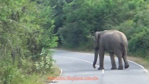 elephant sri lanka