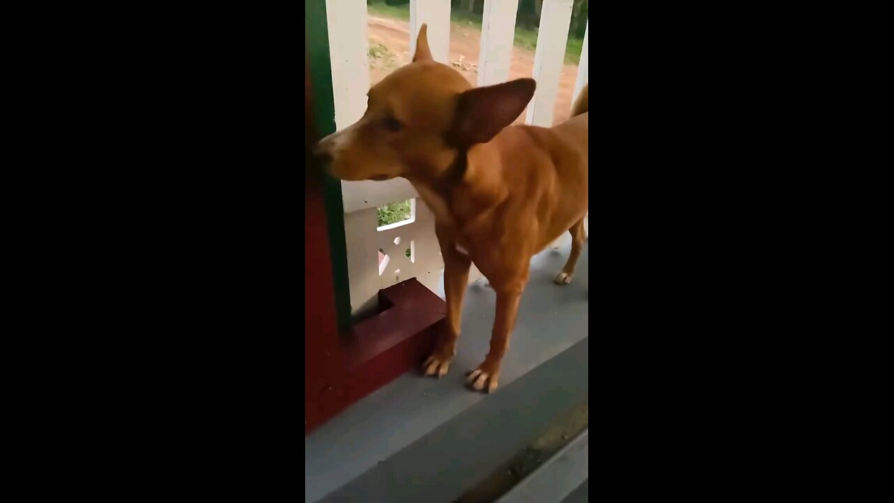 gihooho