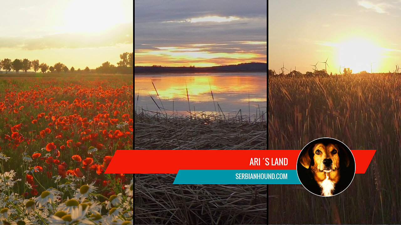 Ari´s Land - A tribute to my best friend