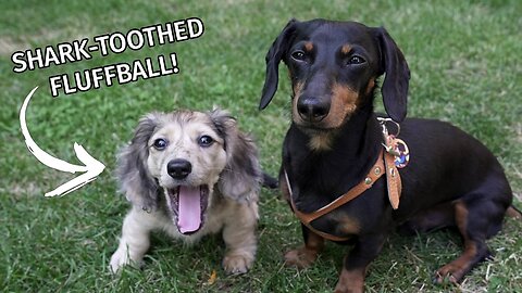 Ep 31: Crusoe Gets a SISTER! — (Daphne the New Puppy Dachshund)