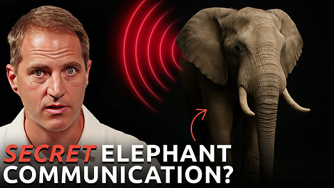 Elephants Just STUNNED Scientists, but We’re Not Surprised