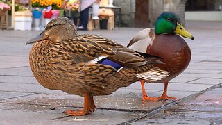 Mallard Duck Couple Loitering on a City Street