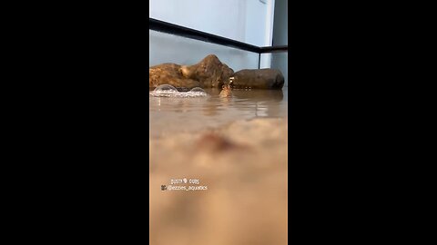 Mudskippers Meet