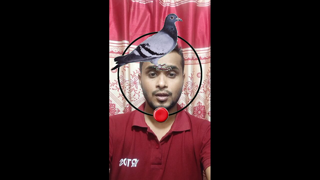 কবুতরের মাথাটি জোড়া লাগান ৩৮ #reels #puzzle #challenge #viral #tending #Amazing #foryou
