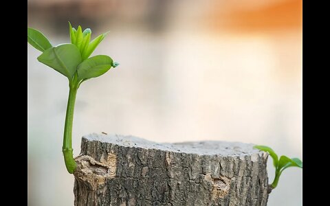 Battling Invasive Species - Without violating regenerative principles