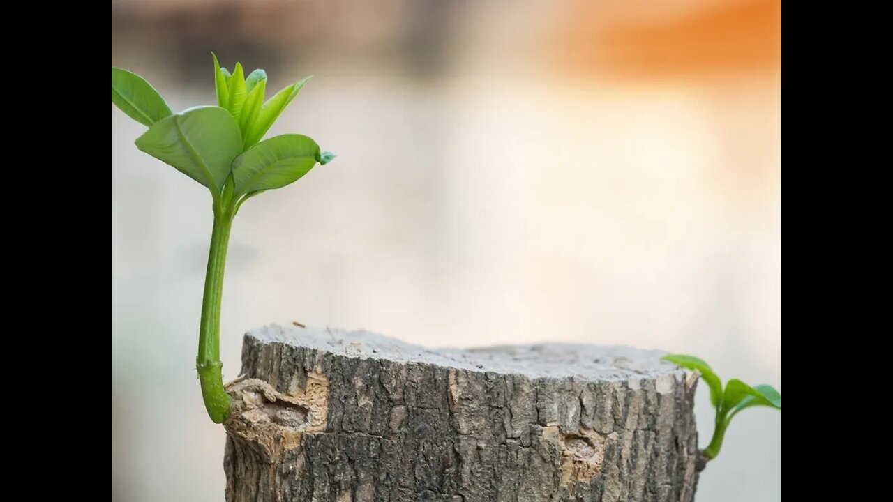 Battling Invasive Species - Without violating regenerative principles