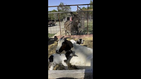 Maxie checking in on the baby goat twins