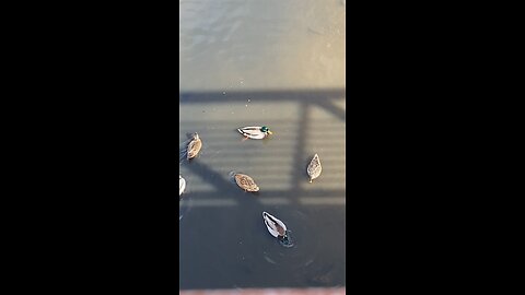 Mallard Ducks 🦆 #mallardducks #ducks #duck #trending #followme #shorts #viral