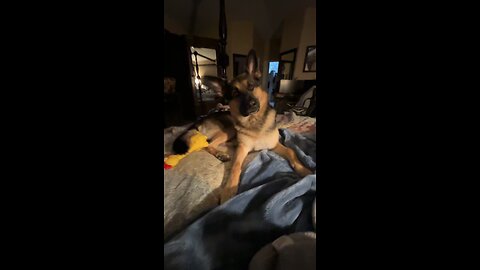 Dog howls at toy