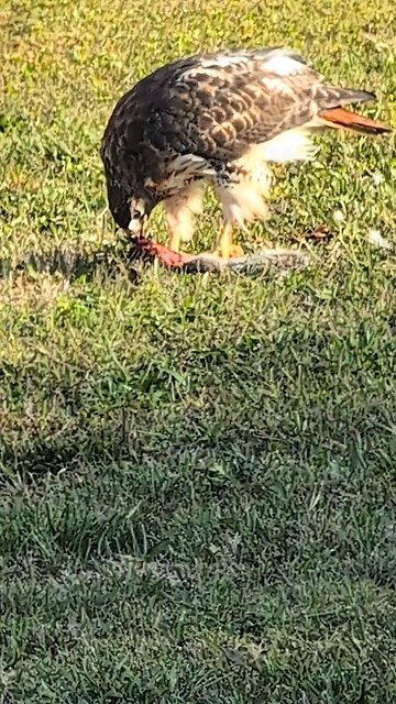 hawk eating squirrel.