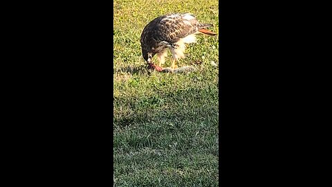 hawk eating squirrel.