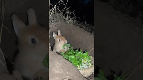 Little rabbit comes out to eat vegetables late at night, cute pet debut plan, rabbit pastoral cu